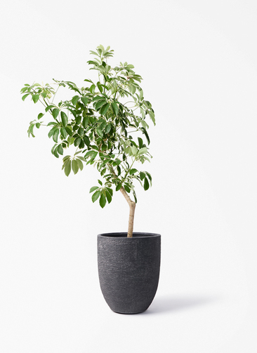 観葉植物 シェフレラ（カポック） 8号 斑入り 朴 プラスチック鉢