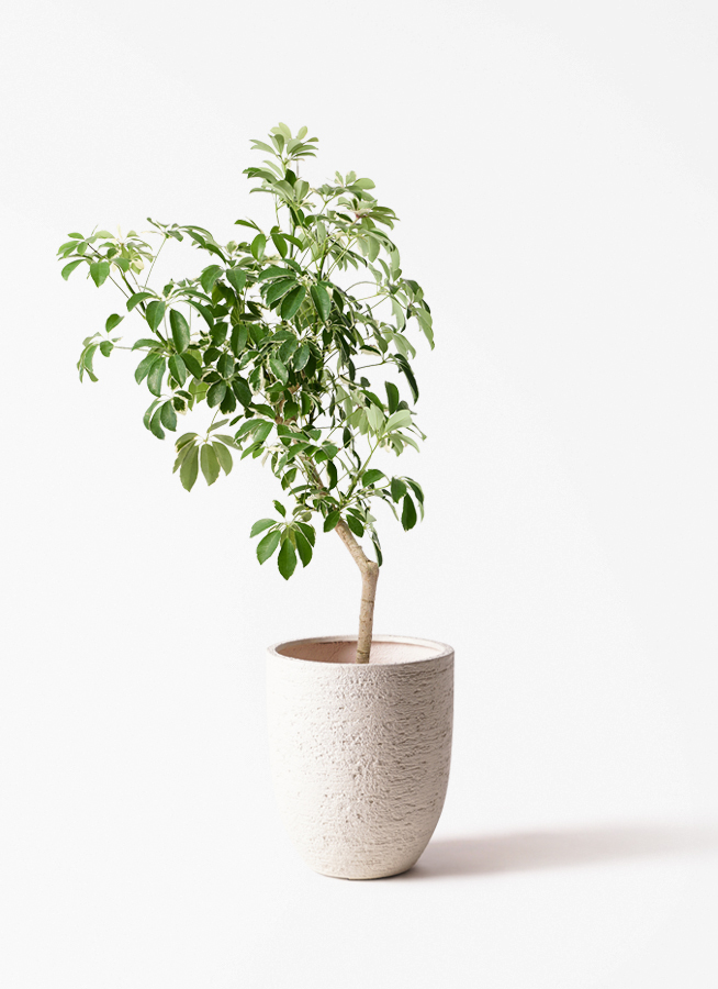 観葉植物 シェフレラ（カポック） 8号 斑入り 朴 プラスチック鉢