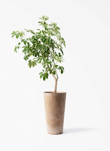 観葉植物 シェフレラ（カポック） 8号 斑入り 朴 プラスチック鉢