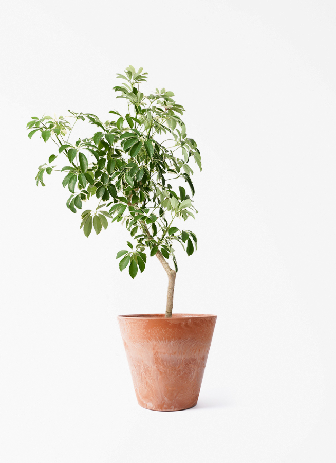 観葉植物 シェフレラ（カポック） 8号 斑入り 朴 プラスチック鉢