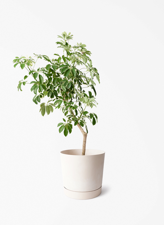 観葉植物 シェフレラ（カポック） 8号 斑入り 朴 プラスチック鉢 Eco