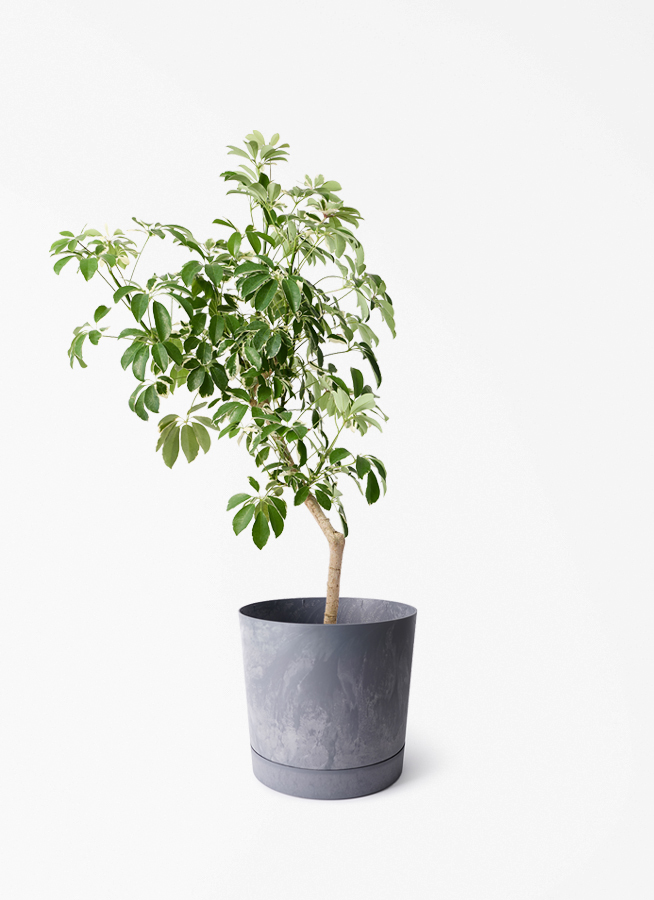 【美株】シェフレラ 観葉植物 多肉 コーデックス 塊根 灌木 観葉植物 シェフレラ（カポック） 8号 斑入り 朴 プラスチック鉢 モン