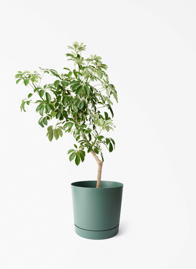 観葉植物 シェフレラ（カポック） 8号 斑入り 朴 プラスチック鉢