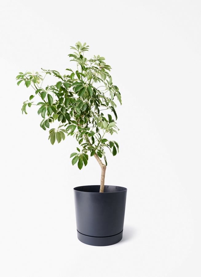 観葉植物 シェフレラ（カポック） 8号 斑入り 朴 プラスチック鉢