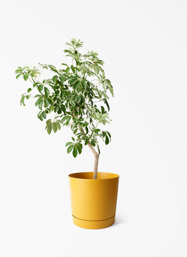 89 ✨❀シェフレラ❀✨ 植木鉢付き 観葉植物 シェフレラ（カポック） 8号 斑入り 朴 プラスチック鉢