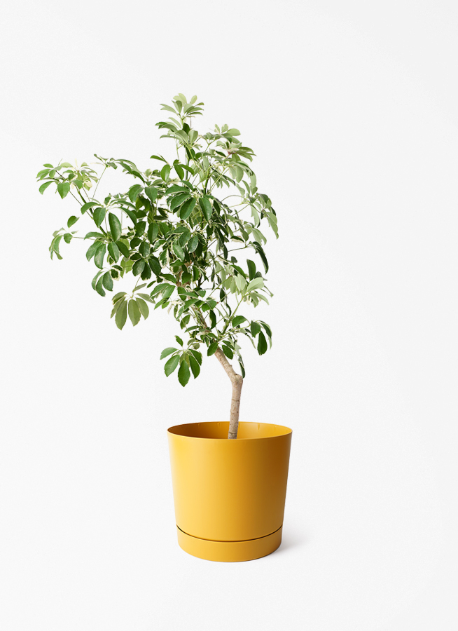 観葉植物 シェフレラ（カポック） 8号 斑入り 朴 プラスチック鉢
