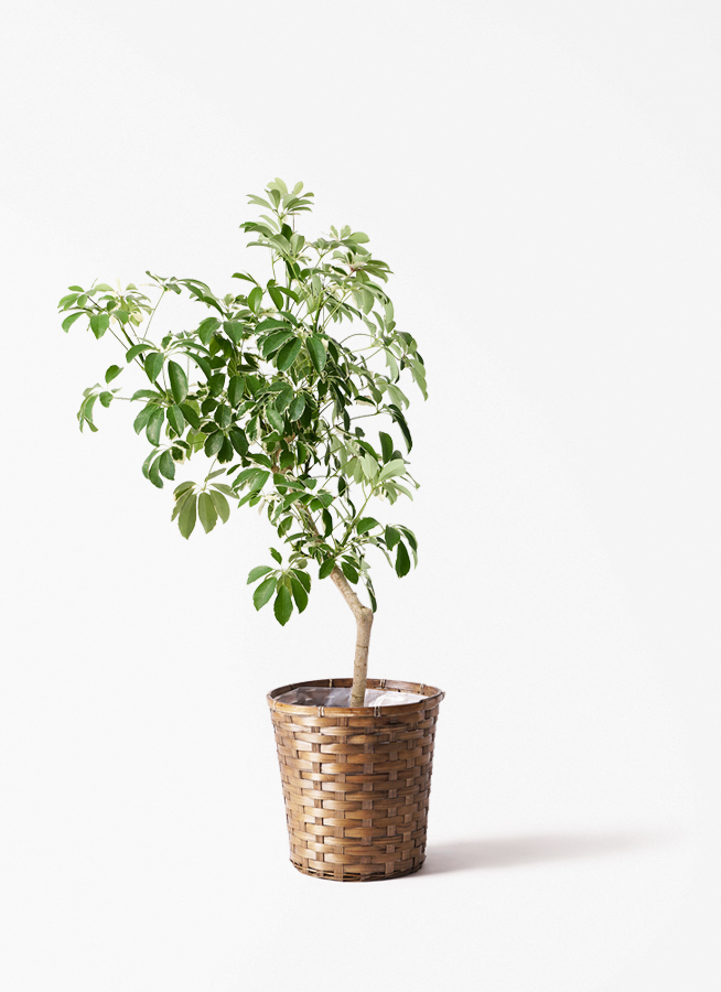 観葉植物 シェフレラ（カポック） 8号 斑入り 朴 プラスチック鉢