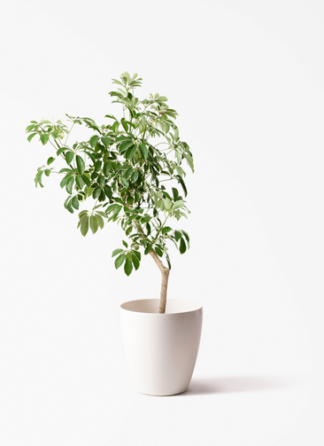 観葉植物 シェフレラ（カポック） 8号 斑入り 朴 プラスチック鉢