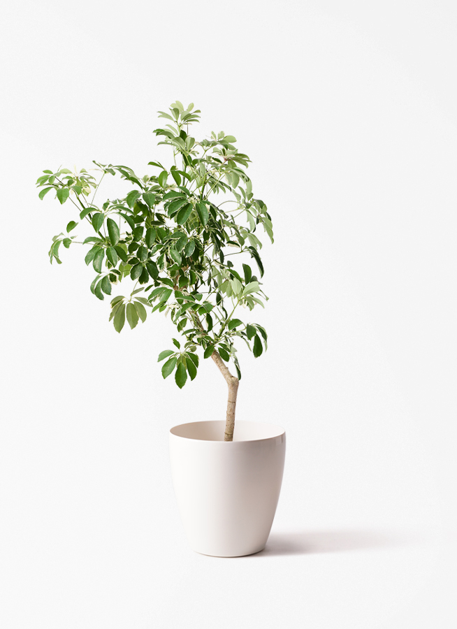 観葉植物 シェフレラ（カポック） 8号 斑入り 朴 プラスチック鉢
