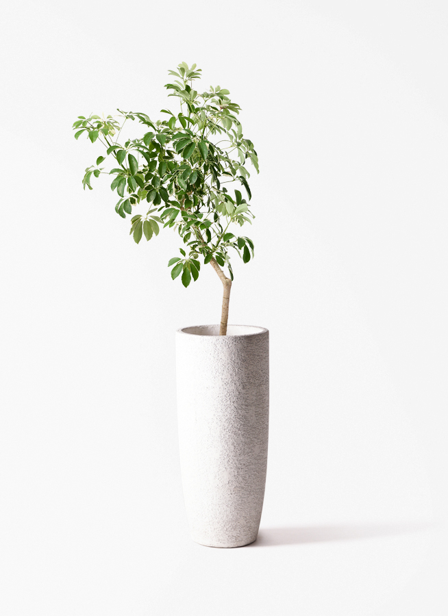 観葉植物 シェフレラ（カポック） 8号 斑入り 朴 プラスチック鉢 Eco