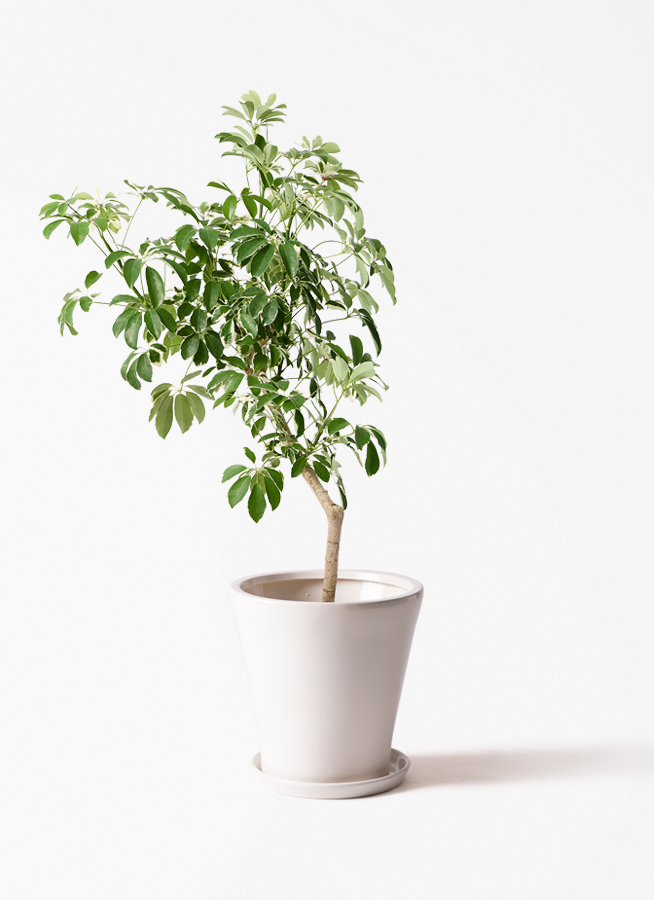 引取★2 シェフレラ　9号　観葉植物　大型　シンボルツリー　目隠し 観葉植物 シェフレラ（カポック） 8号 斑入り 朴 プラスチック鉢
