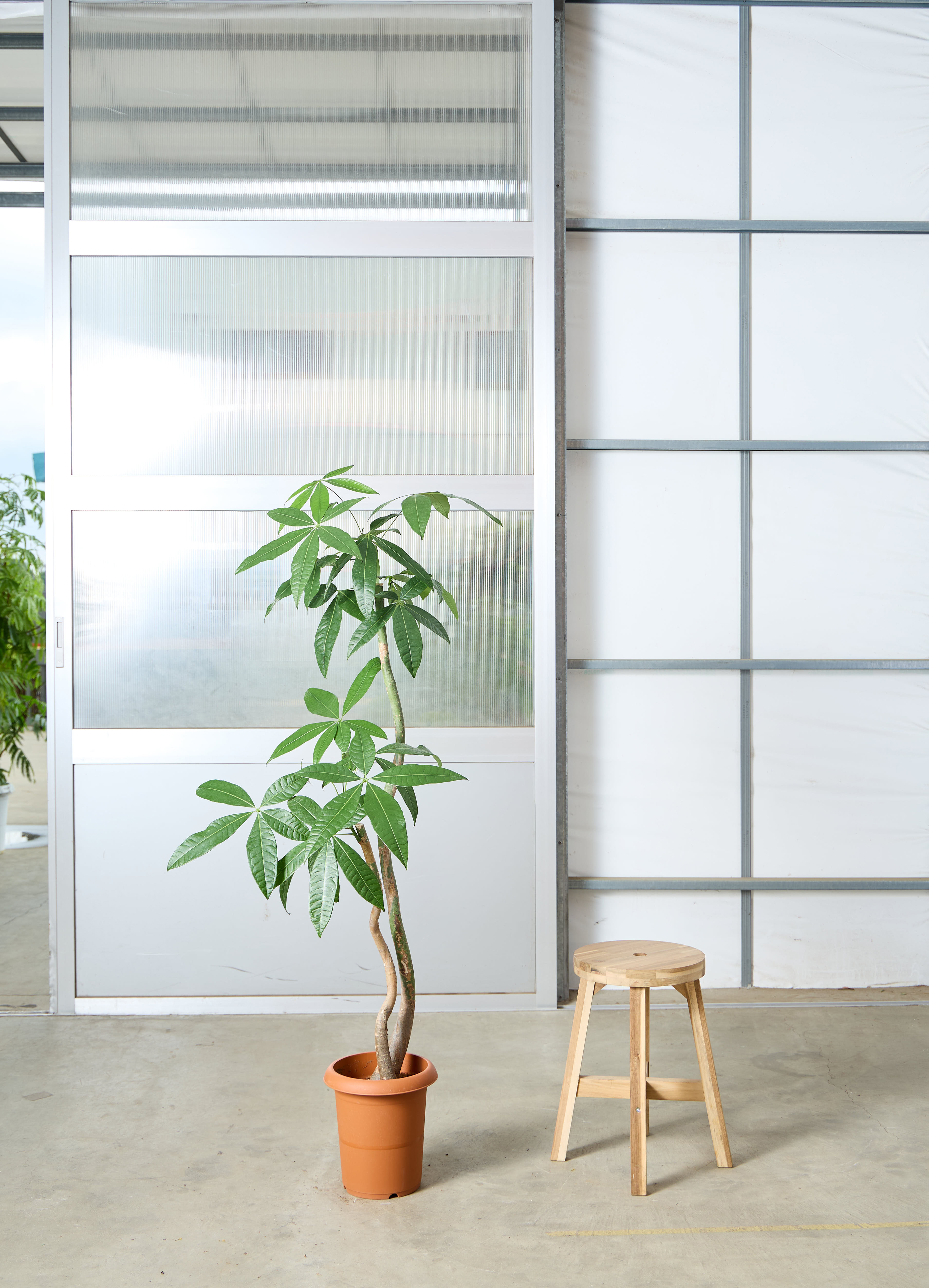 観葉植物 パキラ 【150cm】 8号 2本立ち #72645 | 観葉植物なら