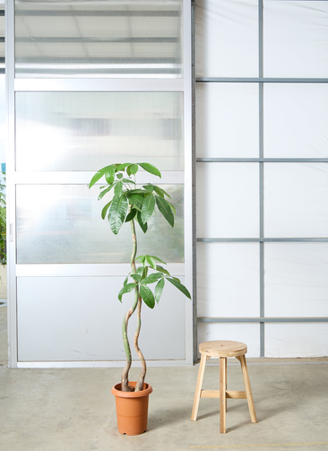 観葉植物 パキラ 【155cm】 8号 2本立ち #72646 | 観葉植物なら