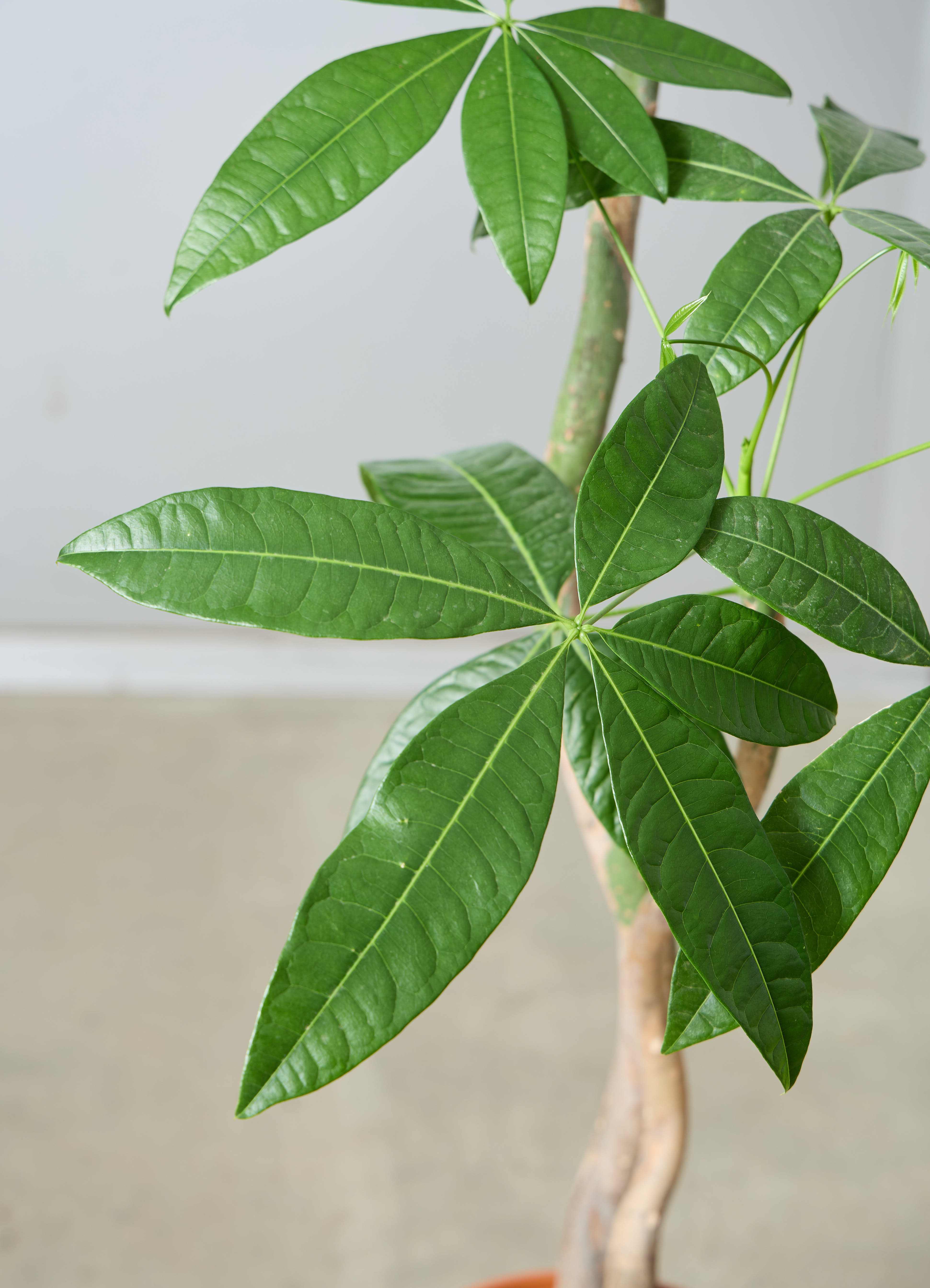 観葉植物 パキラ 【150cm】 8号 2本立ち #72645 | 観葉植物なら
