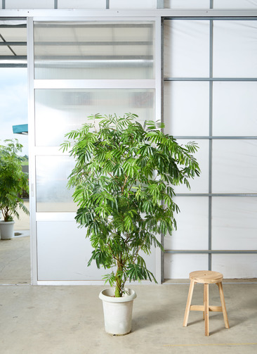 観葉植物 エバーフレッシュ 【175cm】 10号 ねじり #72650 ※1都3県配送