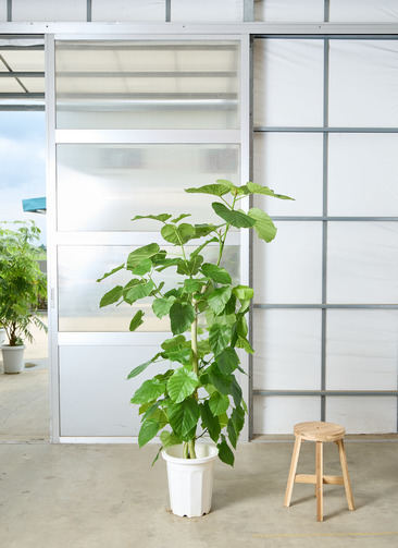 観葉植物 フィカス ウンベラータ 【180cm】 10号 ねじり #72657 ※1都3