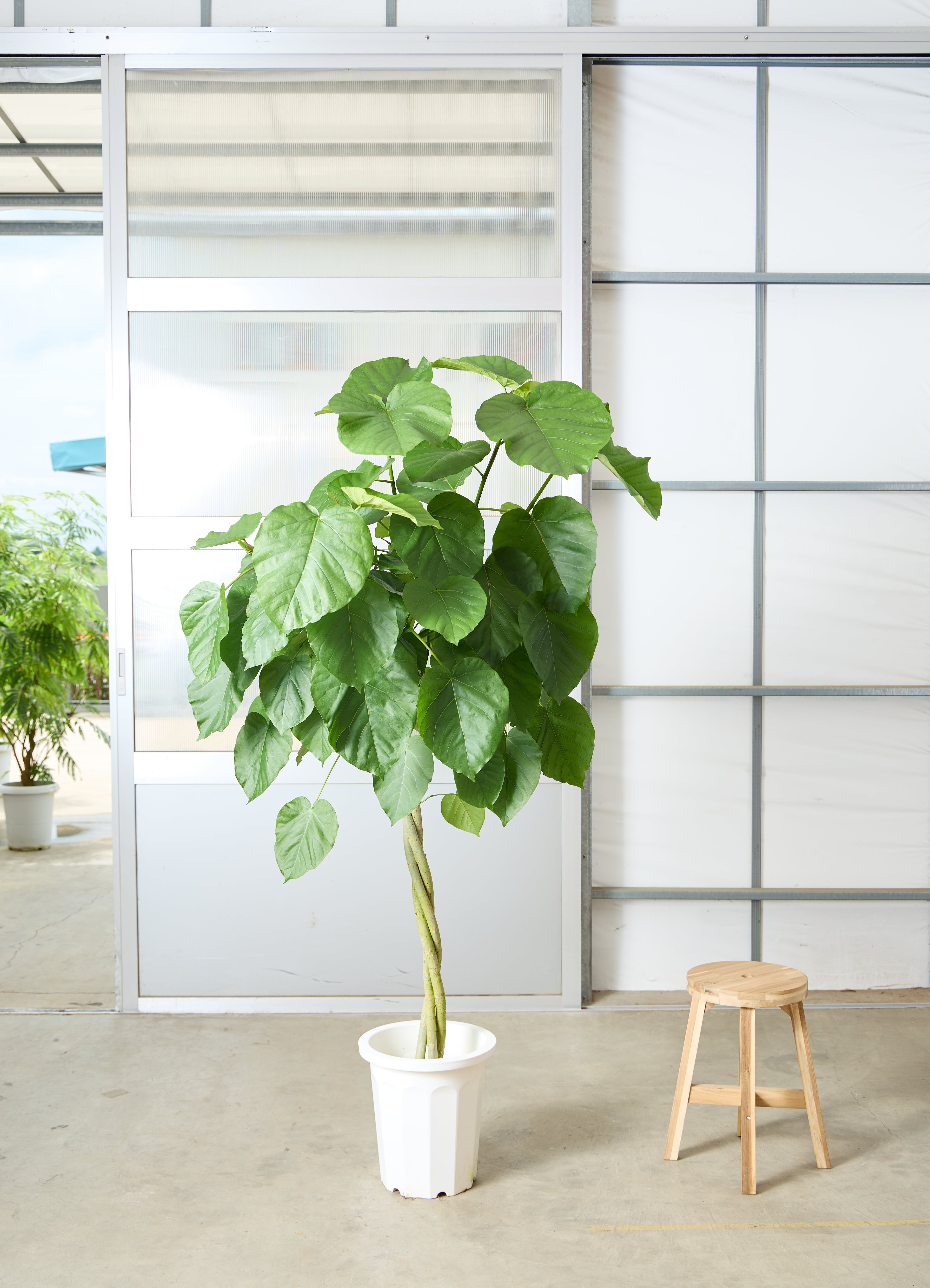 観葉植物 フィカス ウンベラータ 【190cm】 10号 ねじり #72655 ※1都3
