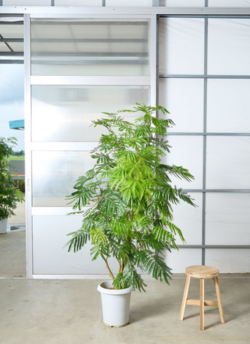 エバーフレッシュ 幹太 曲がり樹形 約100cm 観葉植物 現品発送