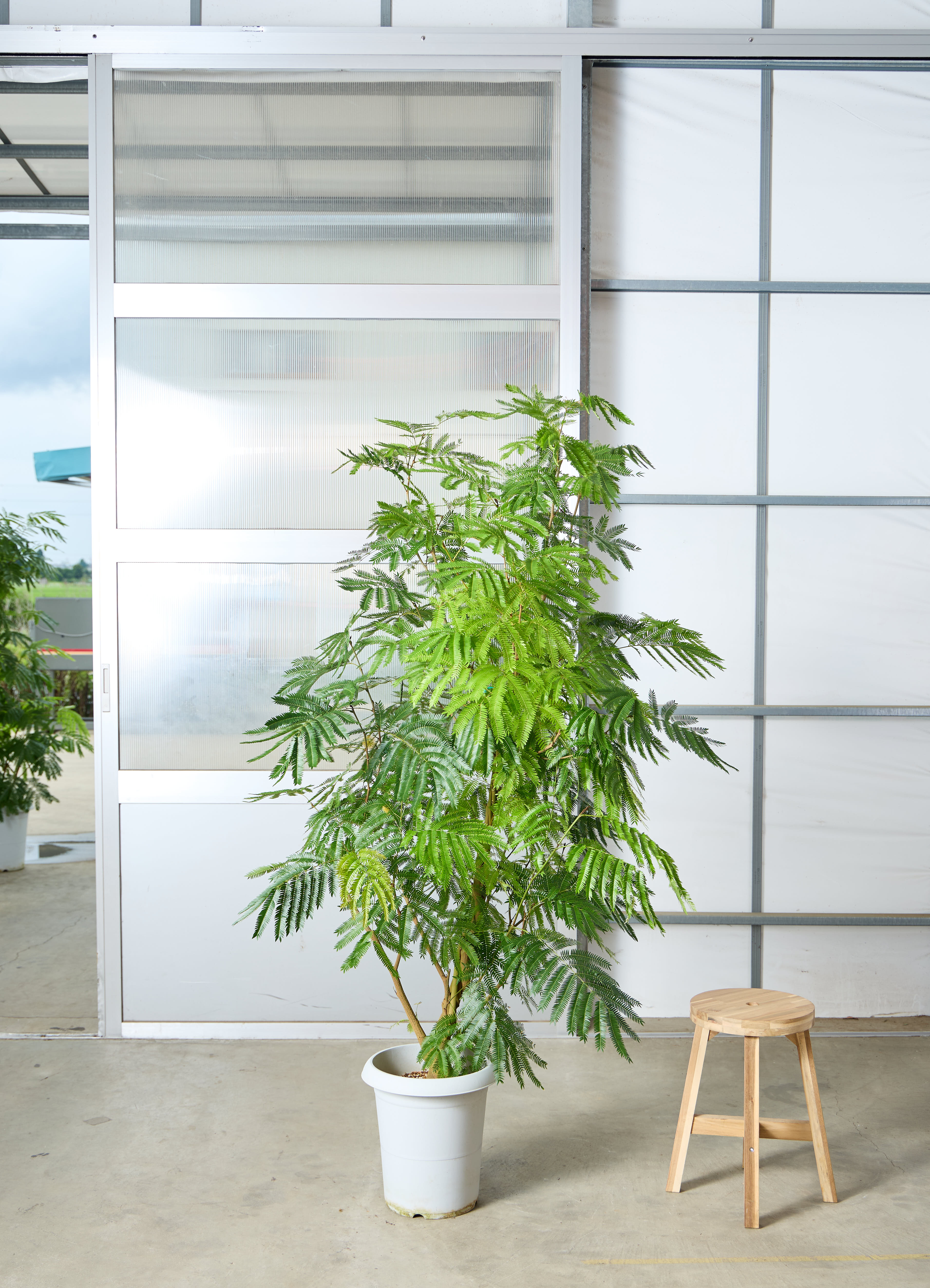 観葉植物 エバーフレッシュ 【190cm】 10号 ねじり #72652 ※1都3県配送