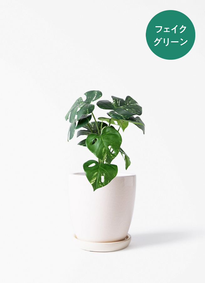 観葉植物【フェイクグリーン】モンステラ 30cm レータ 15 W &amp