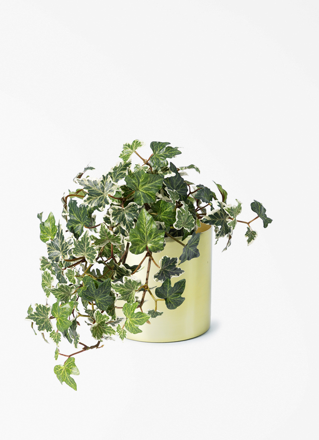 観葉植物 【フェイクグリーン】 アイビー 25cm ラーケルシリンダー 15