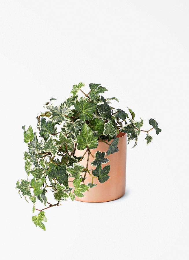 観葉植物 【フェイクグリーン】 アイビー 25cm ラーケルシリンダー 15