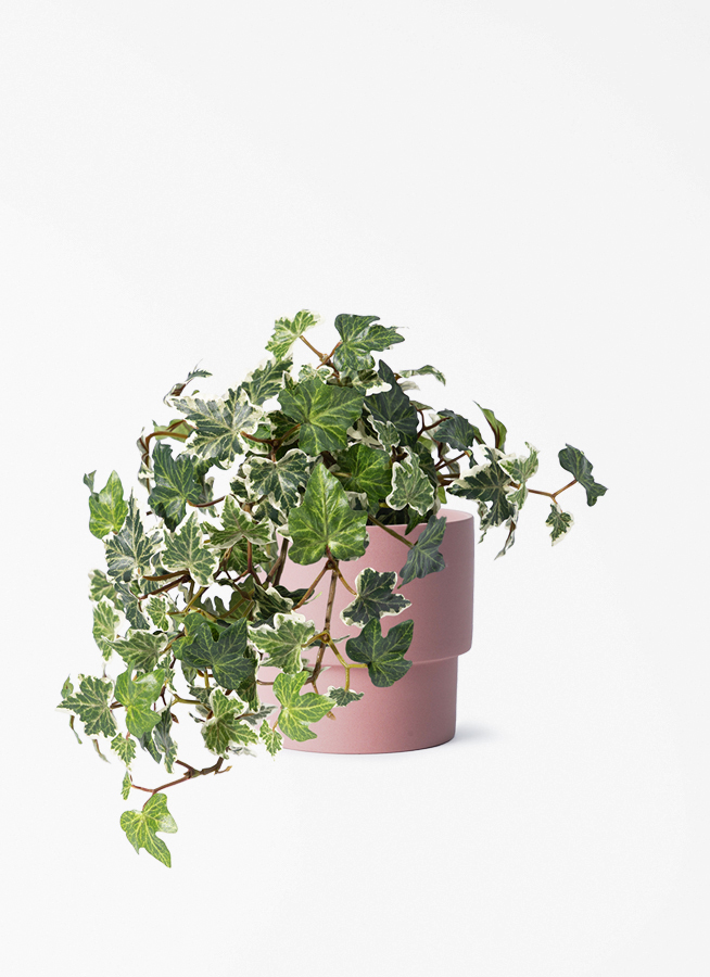 観葉植物 【フェイクグリーン】 アイビー 25cm エメリ 14 S カーキ