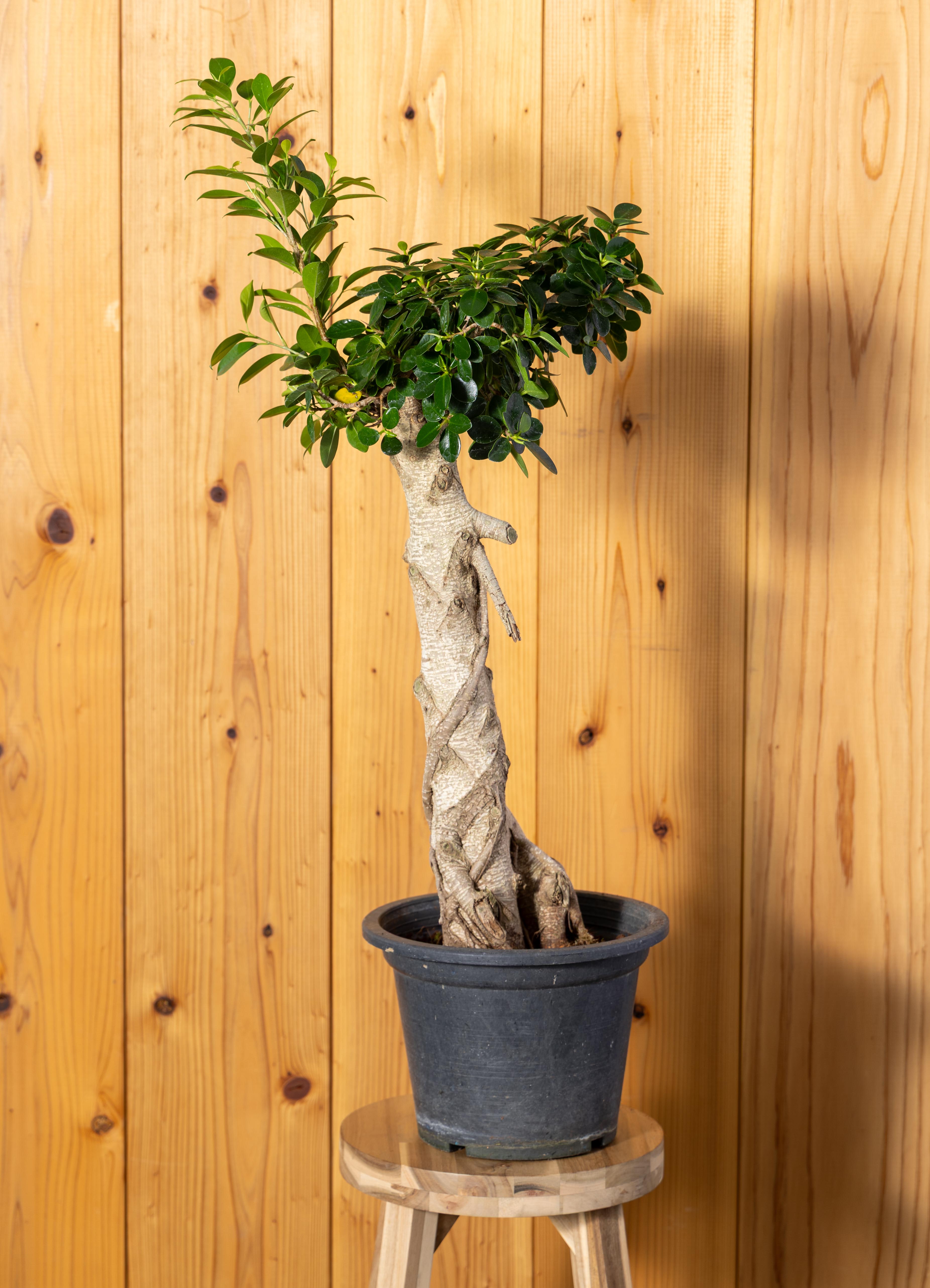 ガジュマル 1点もの（現品・現物） | 観葉植物通販HitoHana(ひとはな)