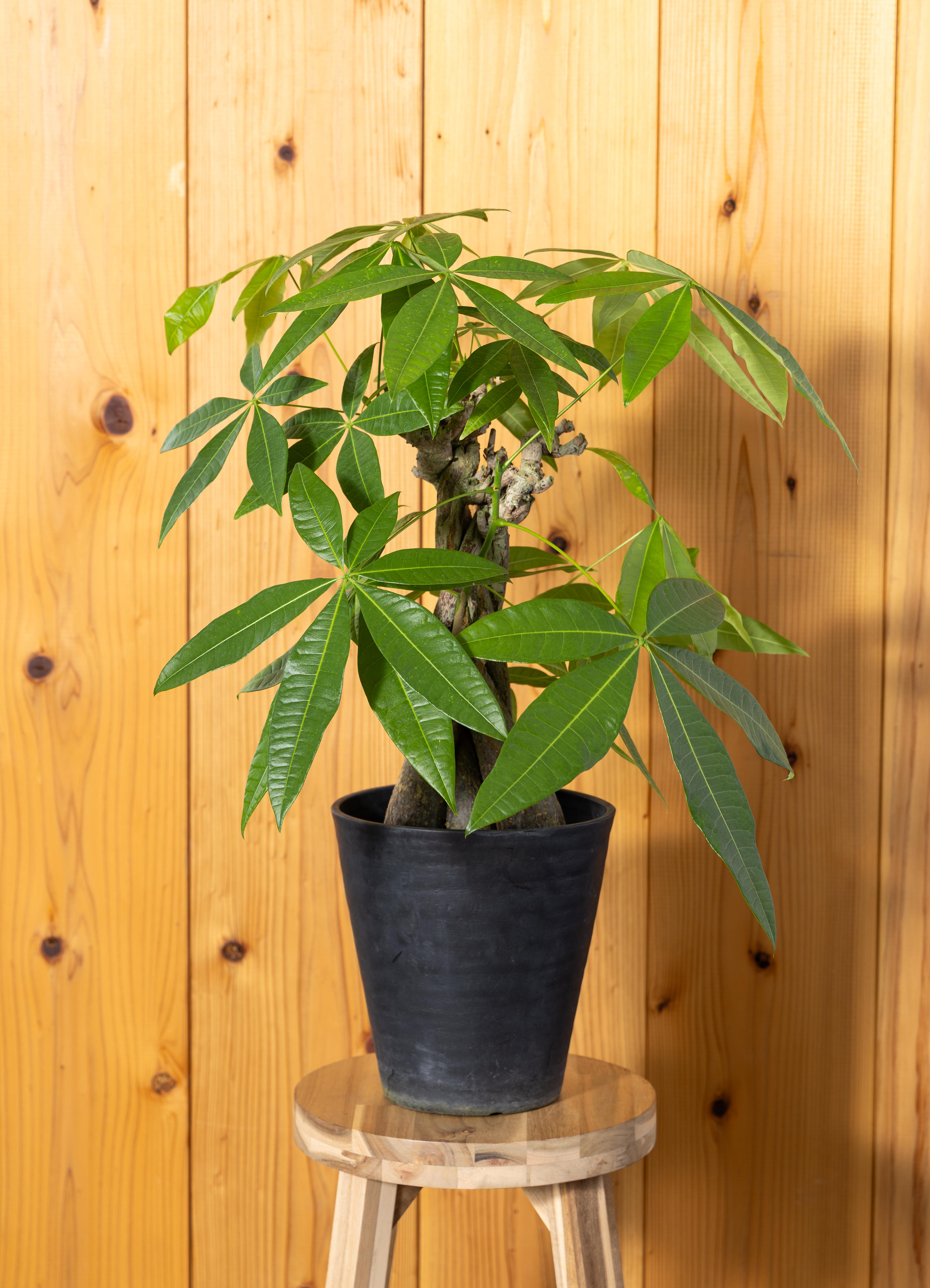 観葉植物 パキラ 【75cm】 7号 古木仕立て #73082 | 観葉植物なら