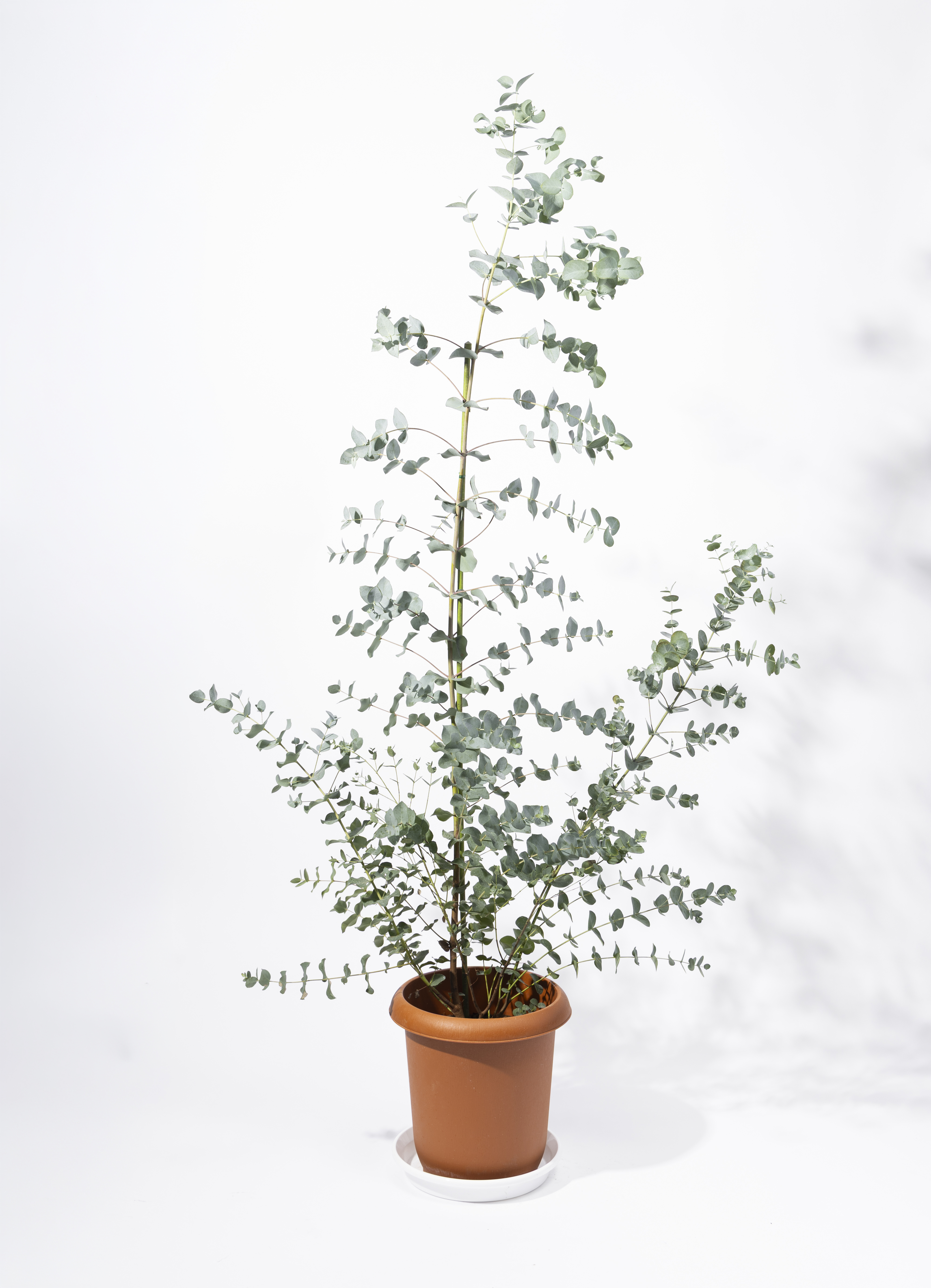 観葉植物 ユーカリ 8号 グニー プラスチック鉢 | 観葉植物ならHitoHana