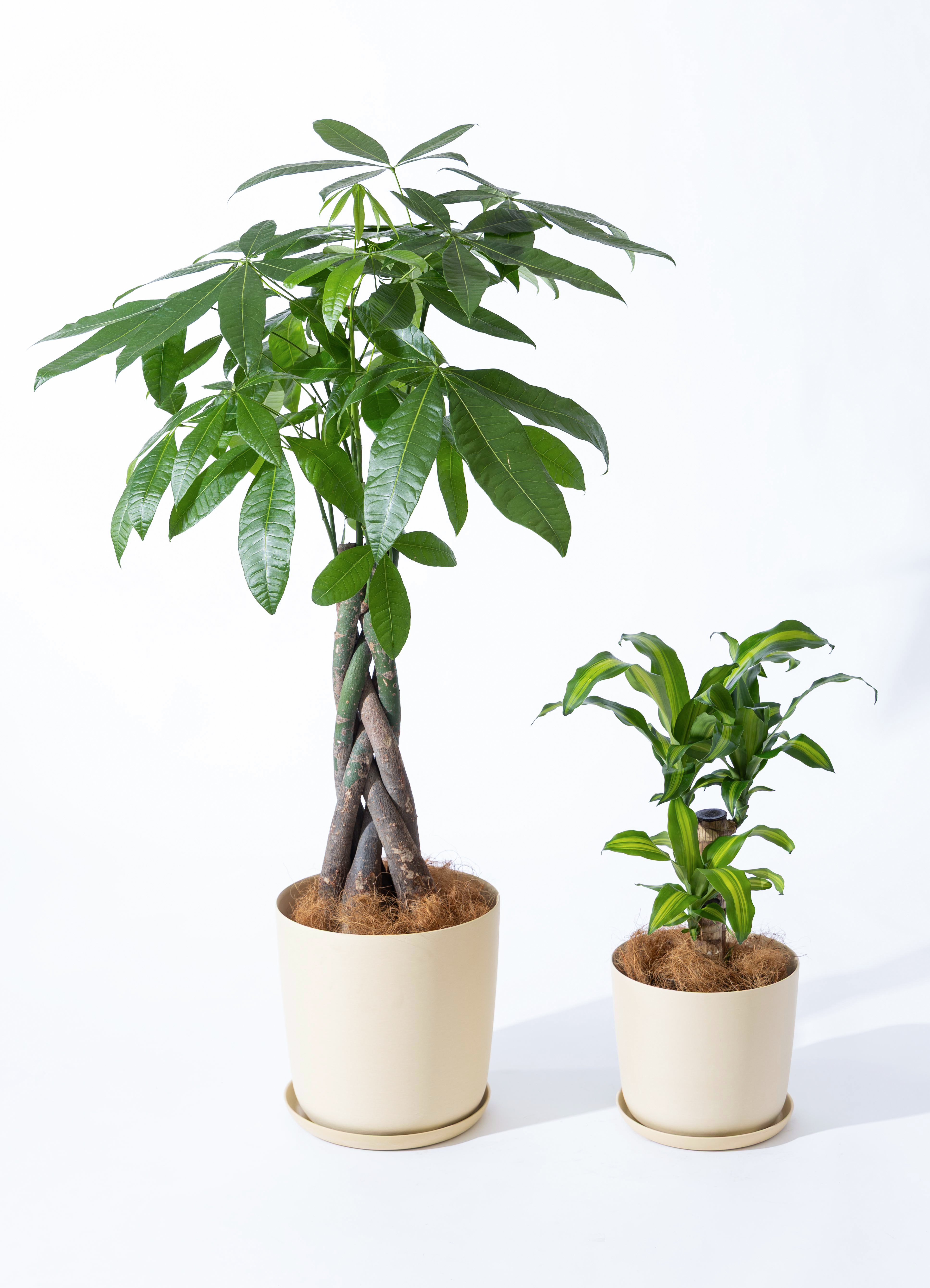 観葉植物 初心者にもおすすめお試し2点セット（パキラ 8号・幸福の木 6