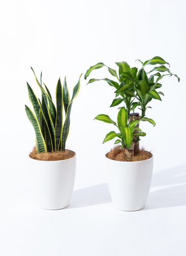 観葉植物 初心者にもおすすめお試し2点セット（幸福の木 6号
