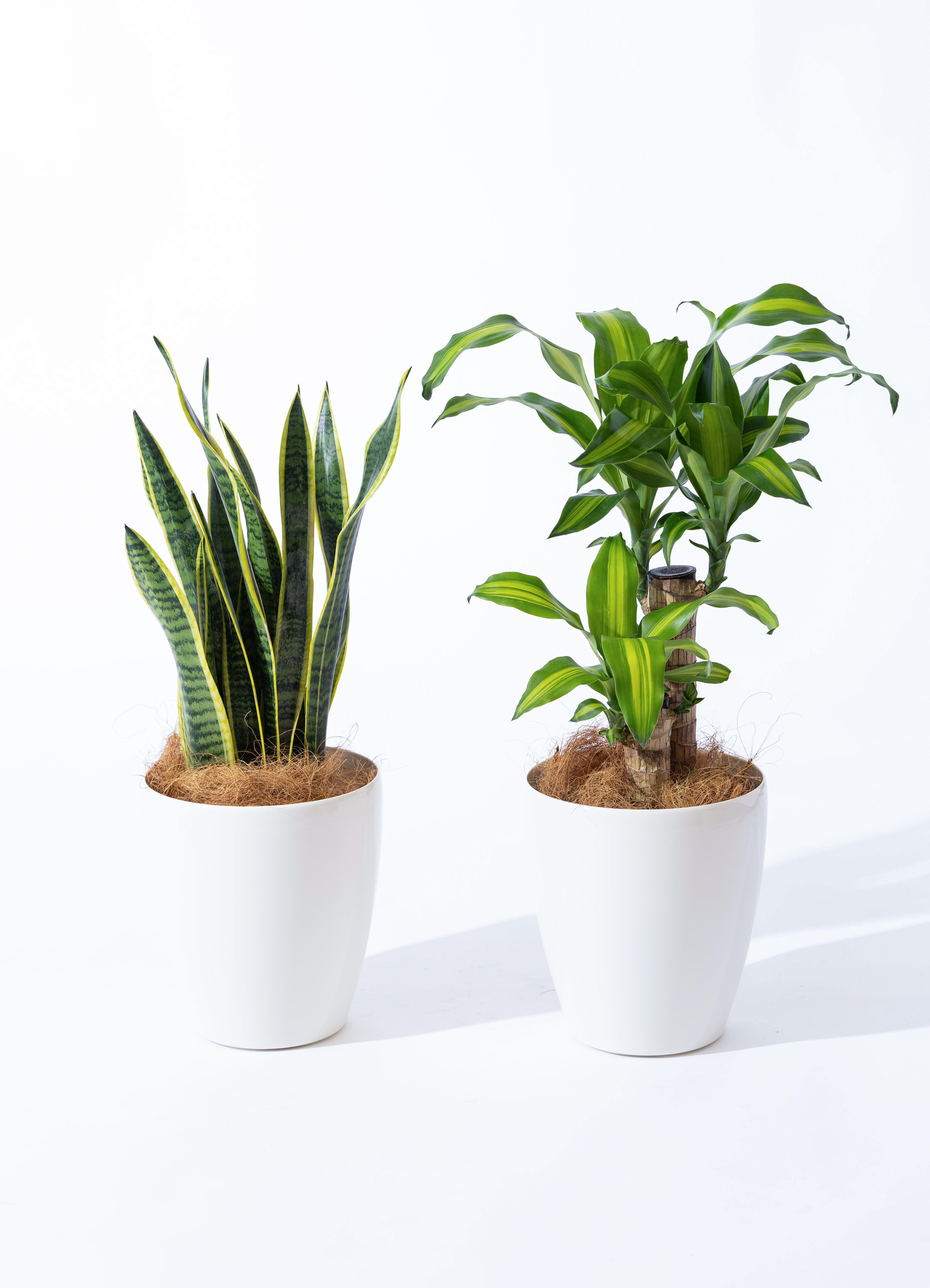観葉植物 初心者にもおすすめお試し2点セット（幸福の木 6号