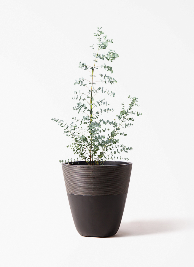 観葉植物 ユーカリ 8号 グニー ジュピター 黒 付き | 観葉植物なら