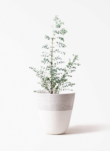 観葉植物 ユーカリ 8号 グニー ジュピター 白 付き | 観葉植物なら