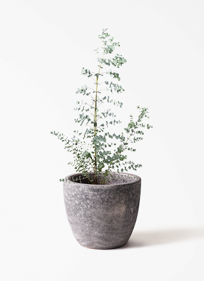 観葉植物 ユーカリ 8号 グニー プラスチック鉢 | 観葉植物ならHitoHana