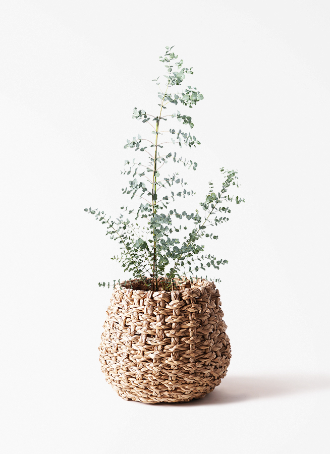 観葉植物 ユーカリ 8号 グニー プラスチック鉢 | 観葉植物ならHitoHana