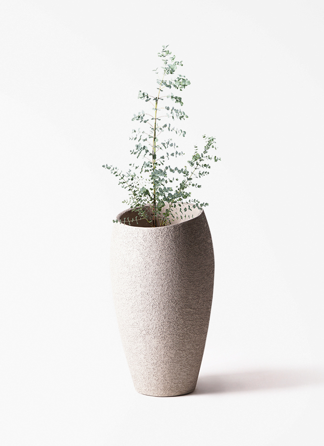 観葉植物 ユーカリ 8号 グニー プラスチック鉢 | 観葉植物ならHitoHana