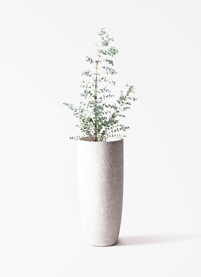観葉植物 ユーカリ 8号 グニー エコストーンwhite 付き | 観葉植物なら