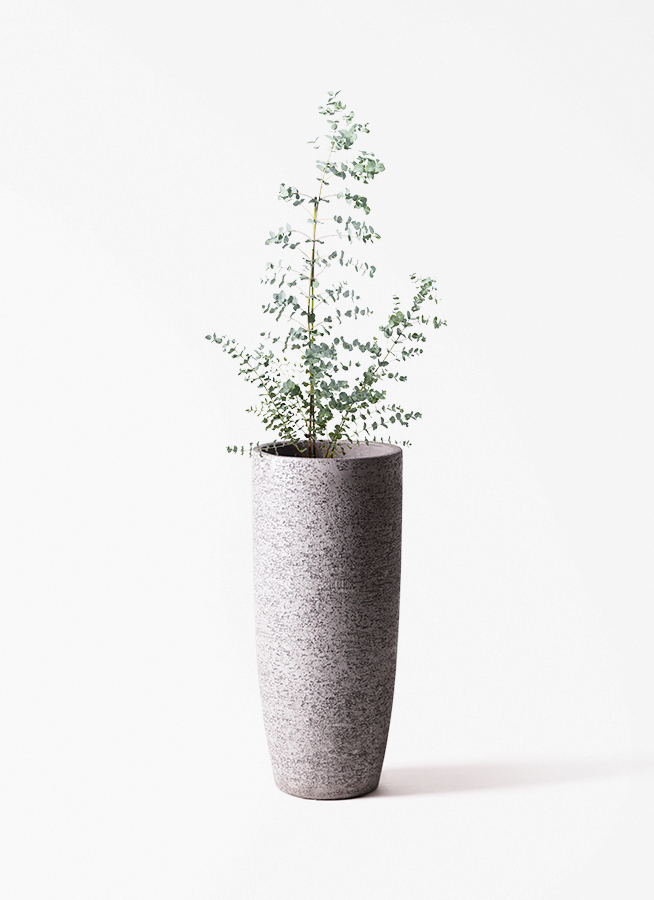 【厳選】　大型　ユーカリ　ムーンラグーン　8号　陶器鉢　植え込み発送 観葉植物 ユーカリ 8号 グニー エコストーントールタイプ white 付き
