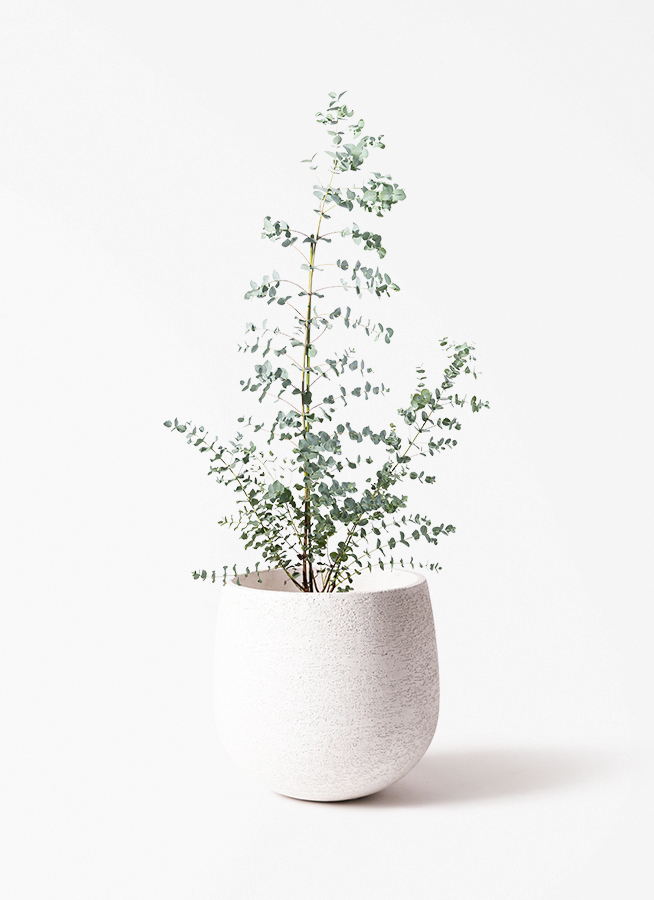 観葉植物 ユーカリ 8号 グニー エコストーンwhite 付き | 観葉植物なら