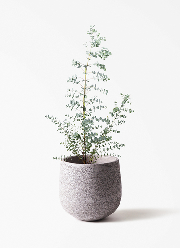 観葉植物 ユーカリ 8号 グニー エコストーンGray 付き | 観葉植物なら