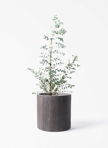 観葉植物 ユーカリ 8号 グニー アルファ シリンダープランター ウッド