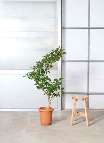 観葉植物 フランスゴムの木 【120cm】 8号 ユキ #72135 | 観葉植物なら