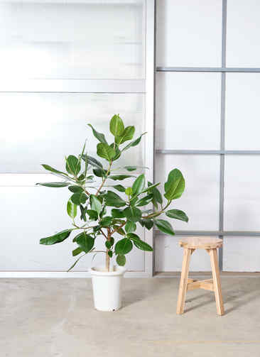 フィカス アルテシーマ プラスチック鉢 観葉植物 観葉植物 フィカス アルテシーマ【105cm】8号 プラスチック鉢 #70011
