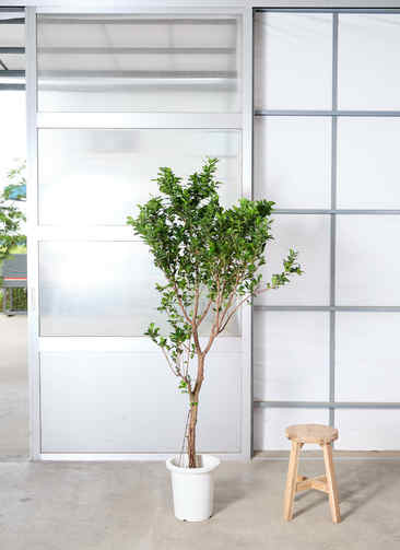 観葉植物 ガジュマル ベビーリーフ【175cm】9号 プラスチック鉢 #70099