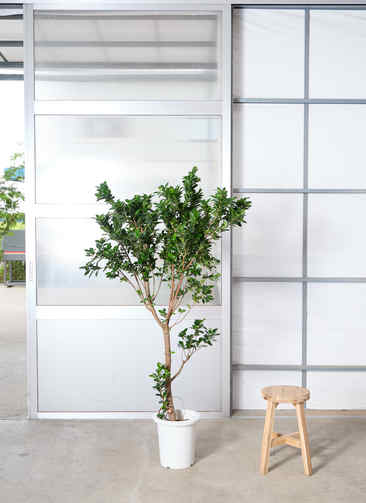観葉植物 ガジュマル ベビーリーフ【175cm】9号 プラスチック鉢 #70100