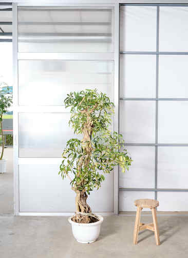 観葉植物 カポック（シェフレラ） 【215cm】 13号 斑入り #72075 ※1都3