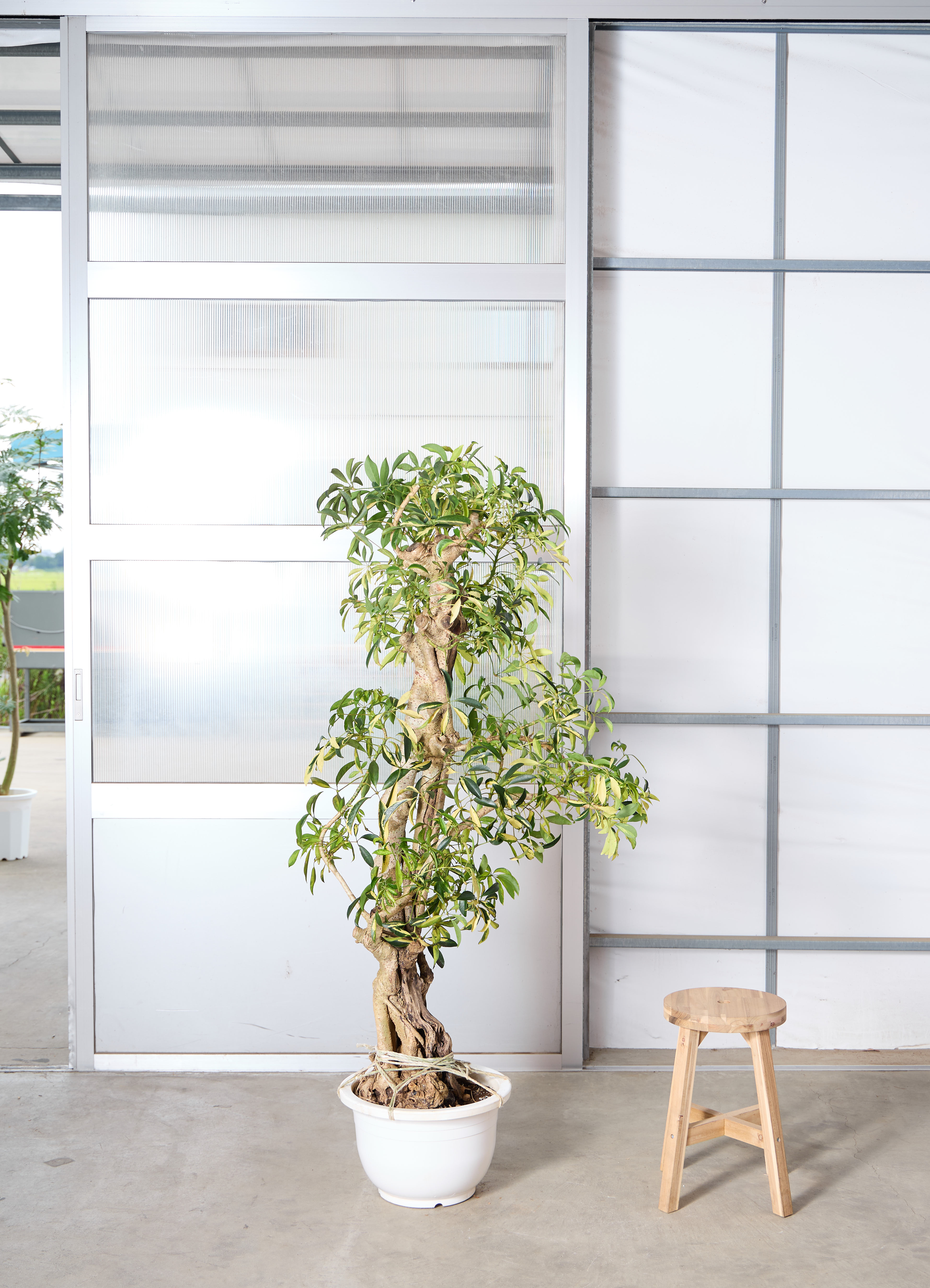観葉植物 カポック（シェフレラ） 【215cm】 13号 斑入り #72075 ※1都3