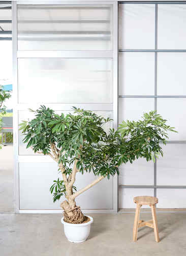 観葉植物 シェフレラ【145cm】 13号 プラスチック鉢 #70763 ※1都3県
